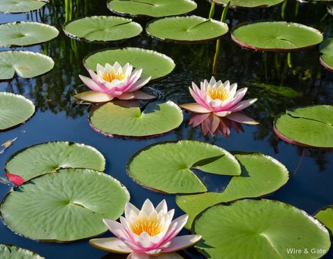The water lilies