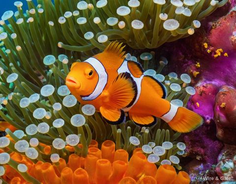 The clownfish